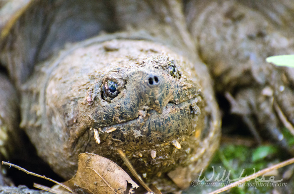 large snapping turtle Picture