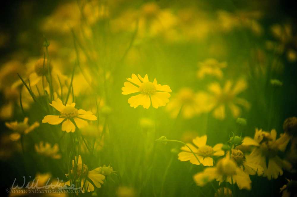 Soft Focus Yellow Wildflowers in Monroe Georgia Picture
