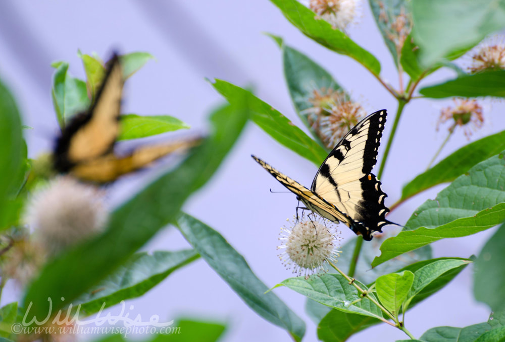 Swallowtail Butterfly on Wildflowers in Monroe Georgia Picture