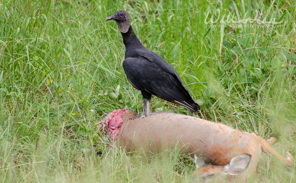 Black Vulture on roadkill Deer Picture
