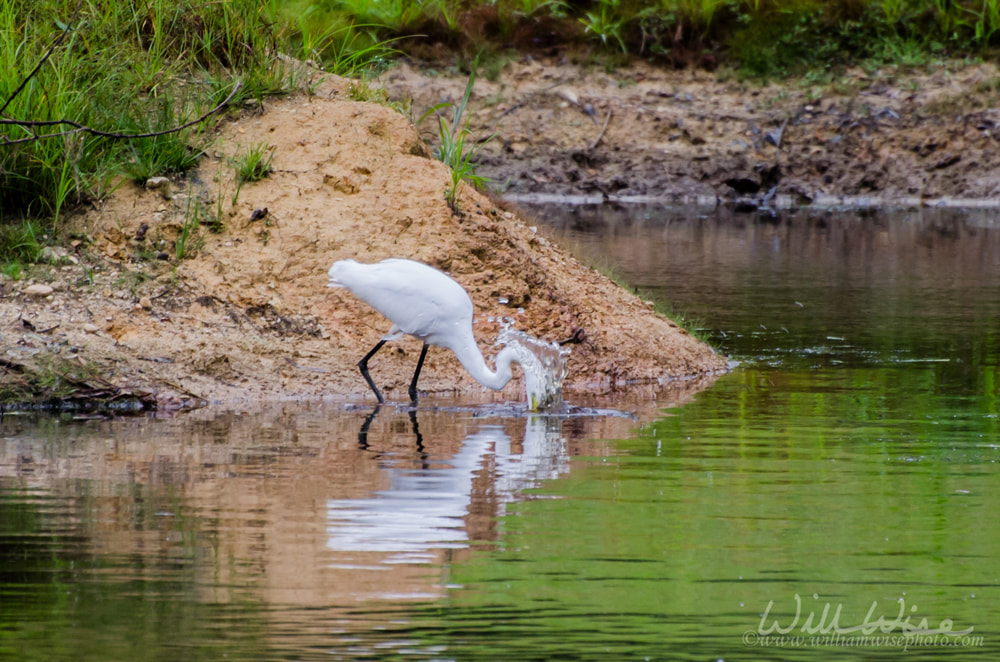 Great Egret fishing on pond in Walton county Georgia Picture