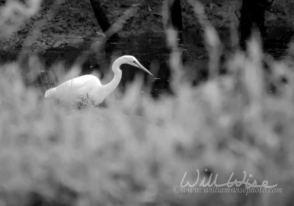 Black and White Great Egret fishing on pond in Walton county Georgia Picture
