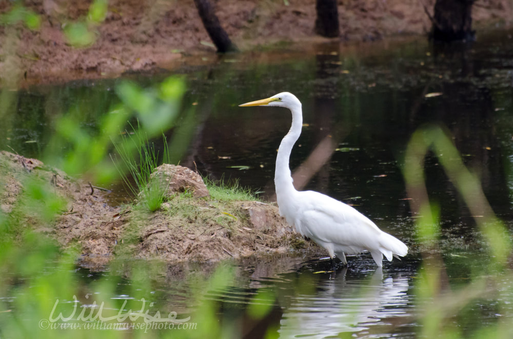 Great Egret on dark pond Picture