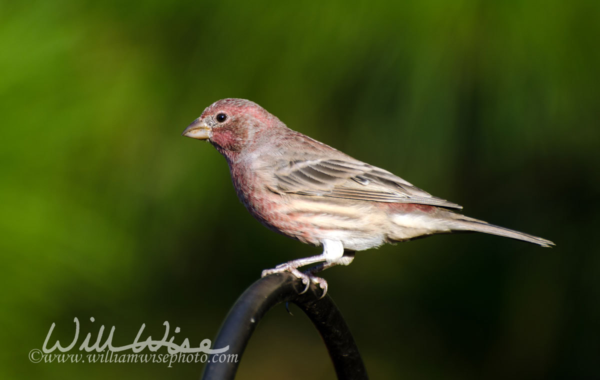 Perched Male House Finch Athens Georgia Picture