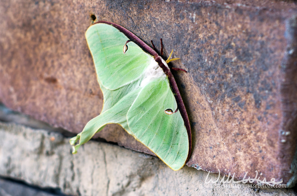 Large green Luna Moth Picture