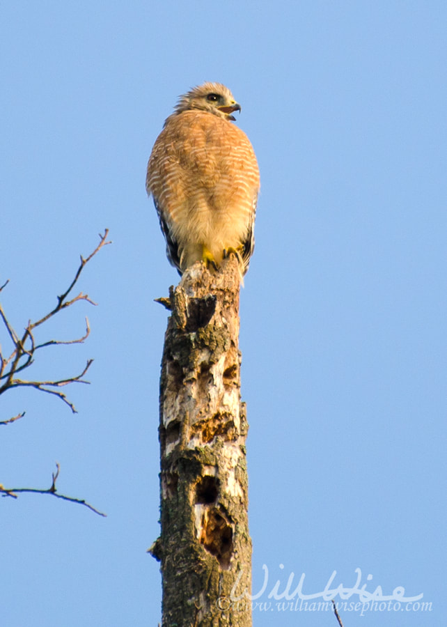 Red-shouldered Hawk Picture