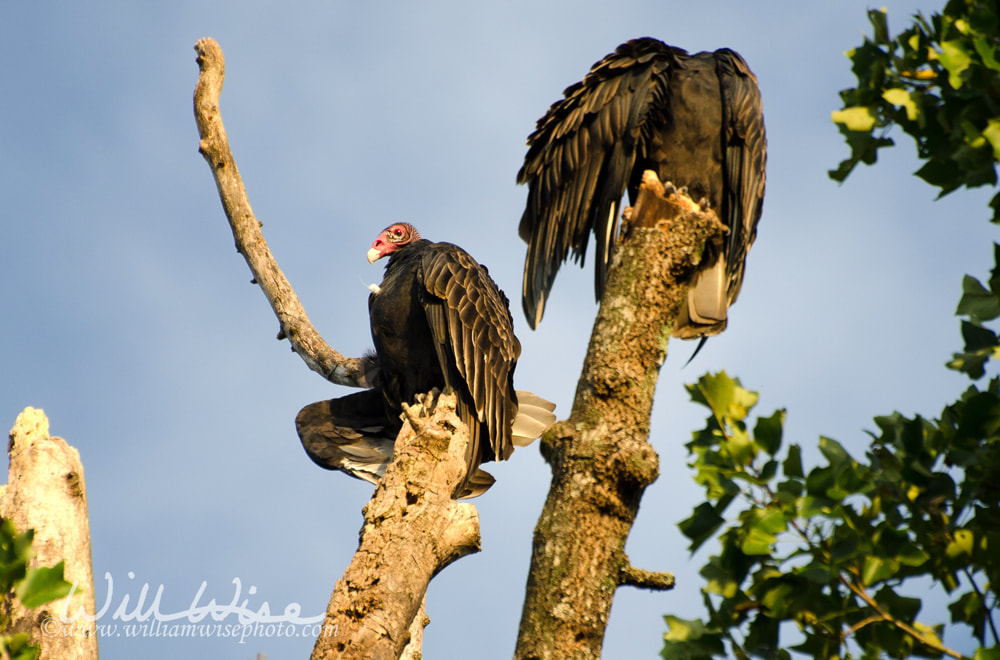 Sunning Turkey Vultures Picture
