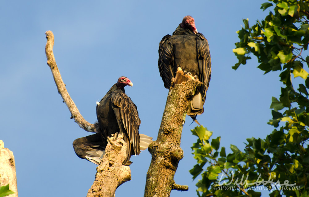 Turkey Vultures Sunrise Bask Picture