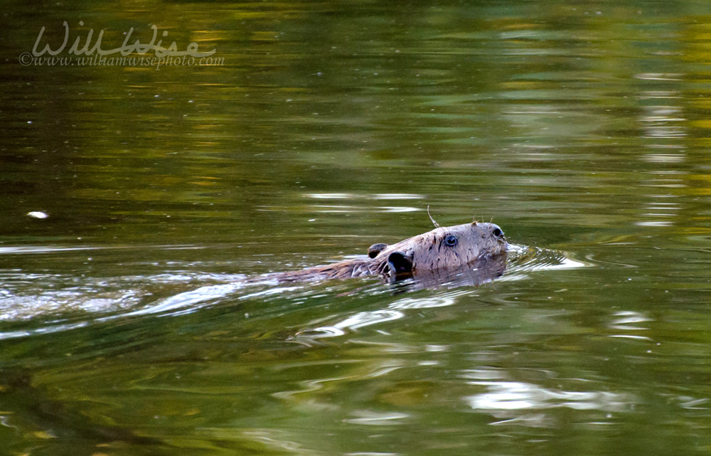 Swimming Beaver Picture