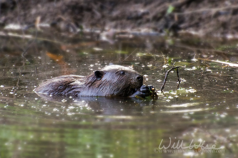 Beaver Chewing Dam Picture