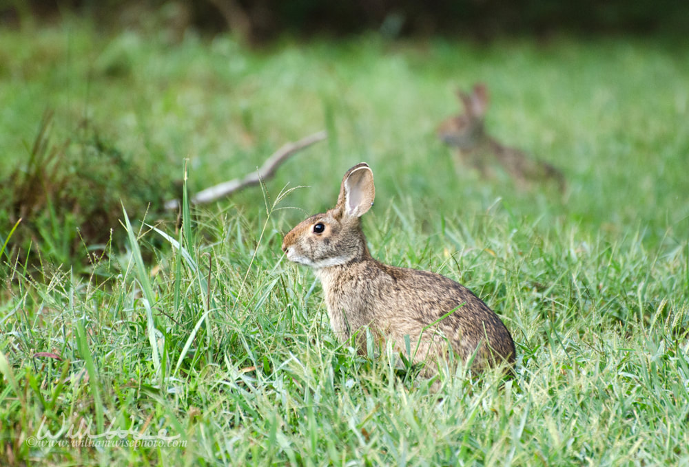 Cottontail Rabbits in meadow Picture