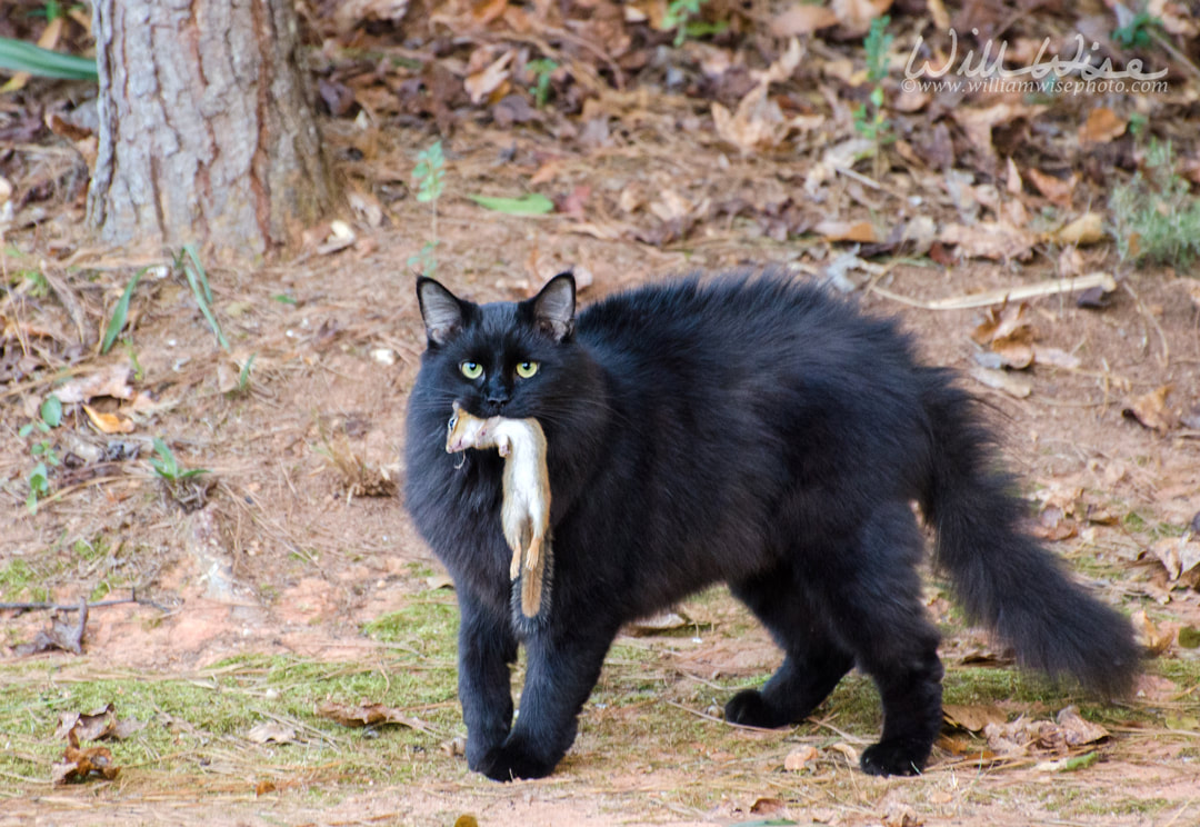 Black Cat with dead chipmunk in mouth Picture