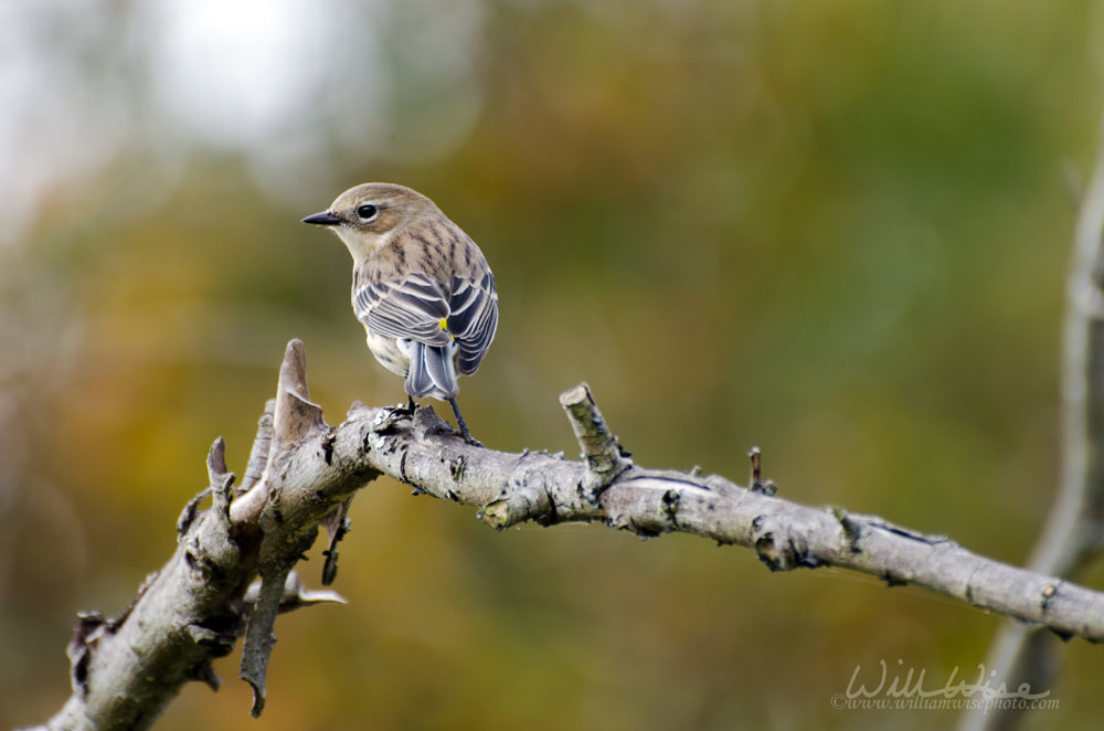 Yellow Rumped Warbler Picture