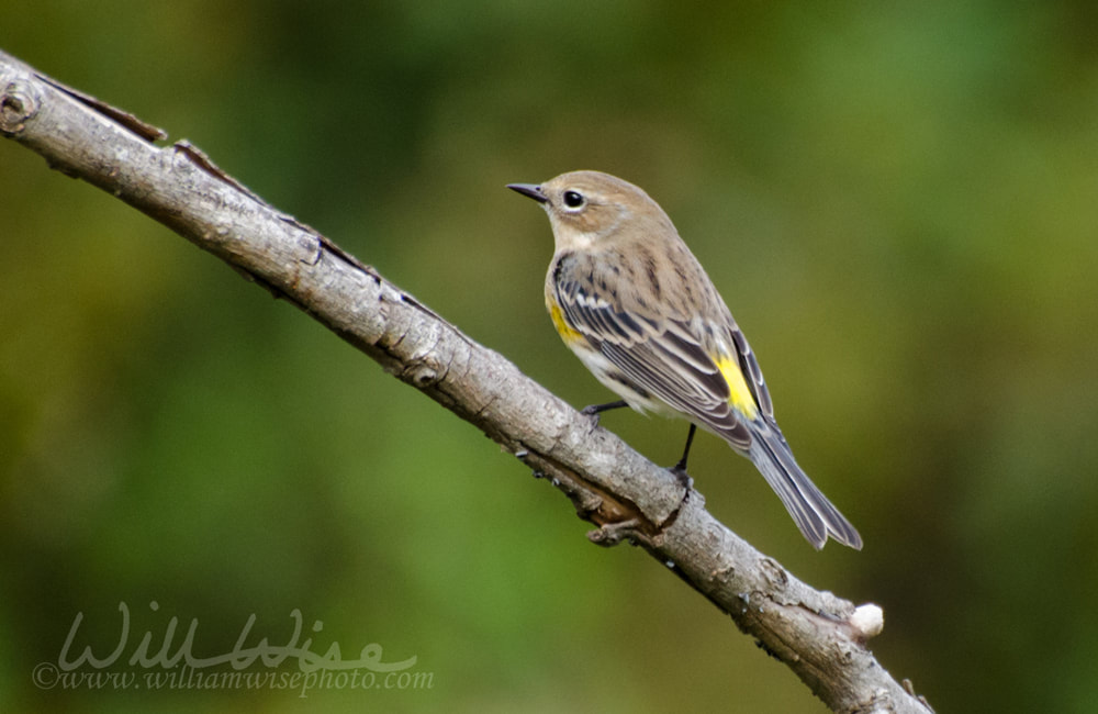 Yellow-rumped Warbler Butter on tree branch Picture