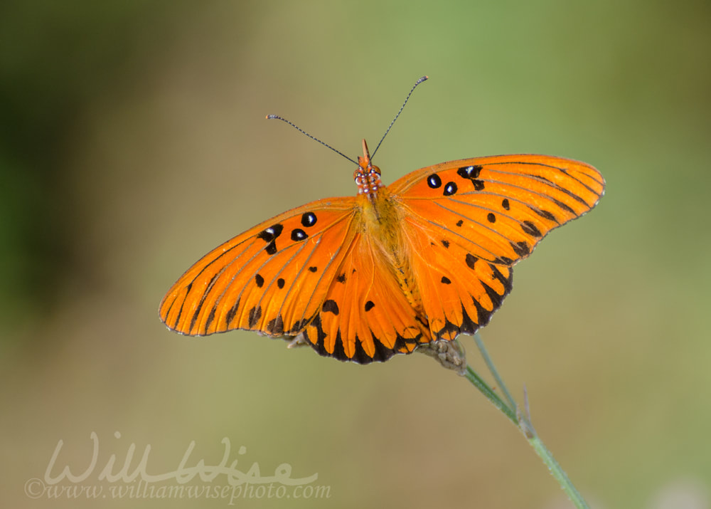 Gulf fritillary or passion butterfly Picture