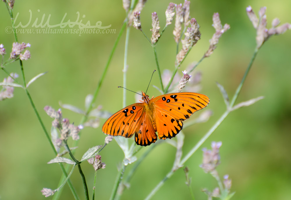 Gulf fritillary or passion butterfly Picture