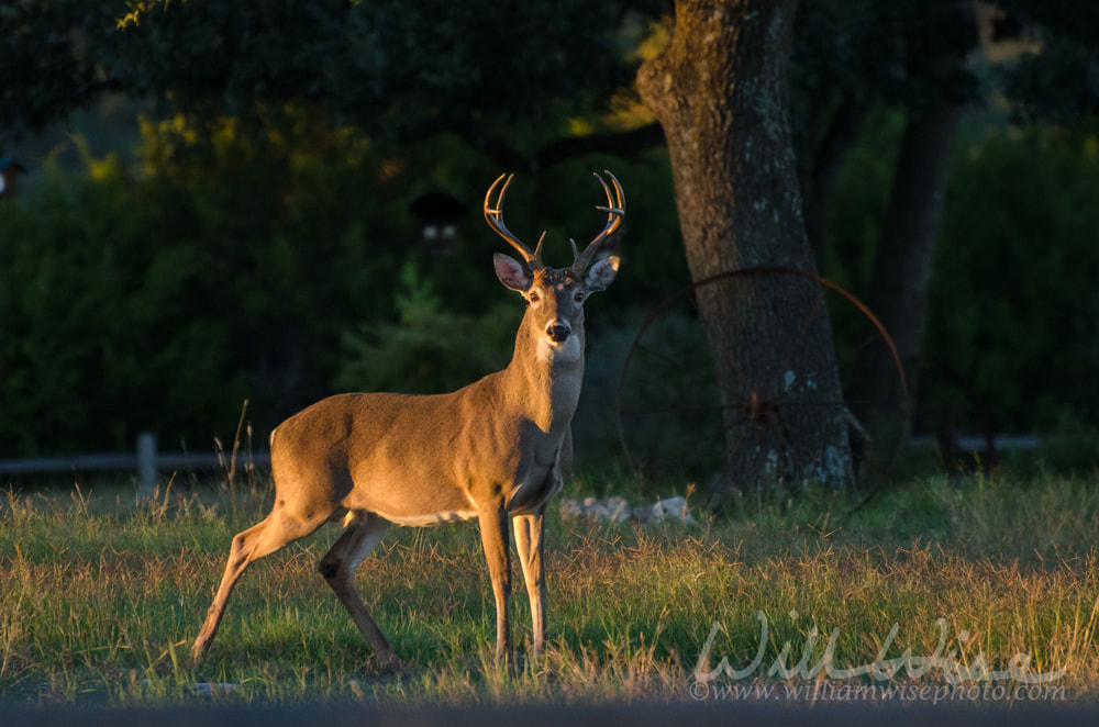 Texas Hill Country White tailed Deer Trophy Buck at Sunset Picture