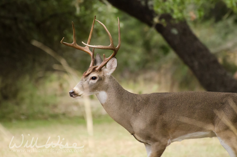 Texas Trophy Whitetailed Deer Buck Picture