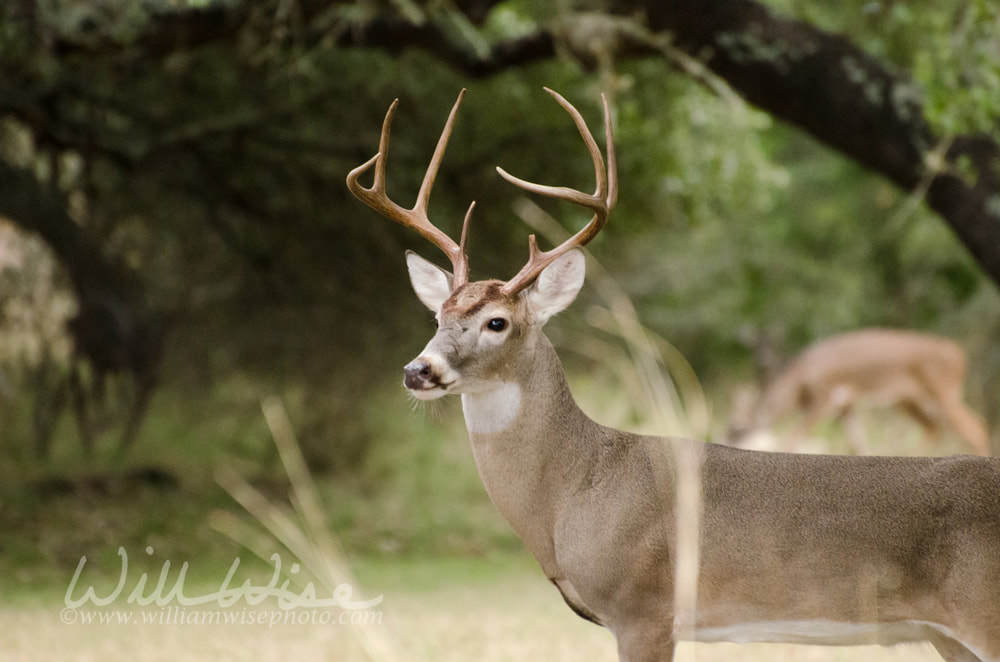 Trophy Whitetailed Deer Buck with Antlers, Driftwood Texas Picture
