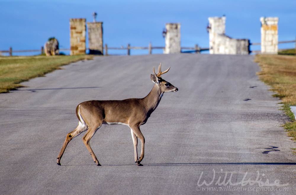 Six point Whitetailed Deer Buck crossing road Picture