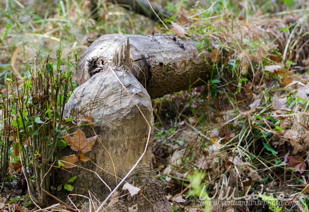 Fallen tree chewed by Beaver Picture