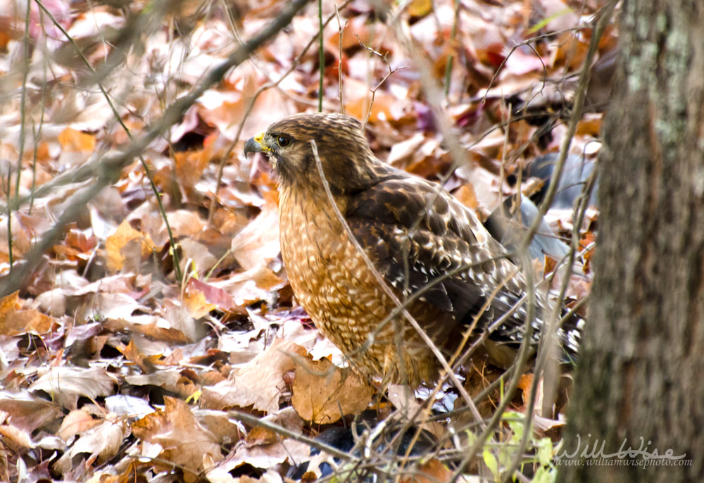 Red-shouldered Hawk in leaves Picture