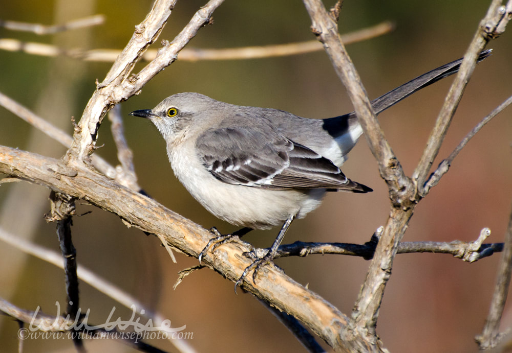 Northern Mockingbird Fluffed up Picture