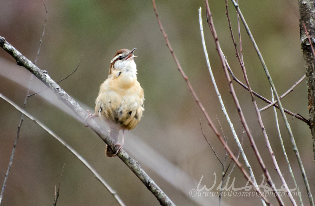 Carolina Wren songbird perch Picture