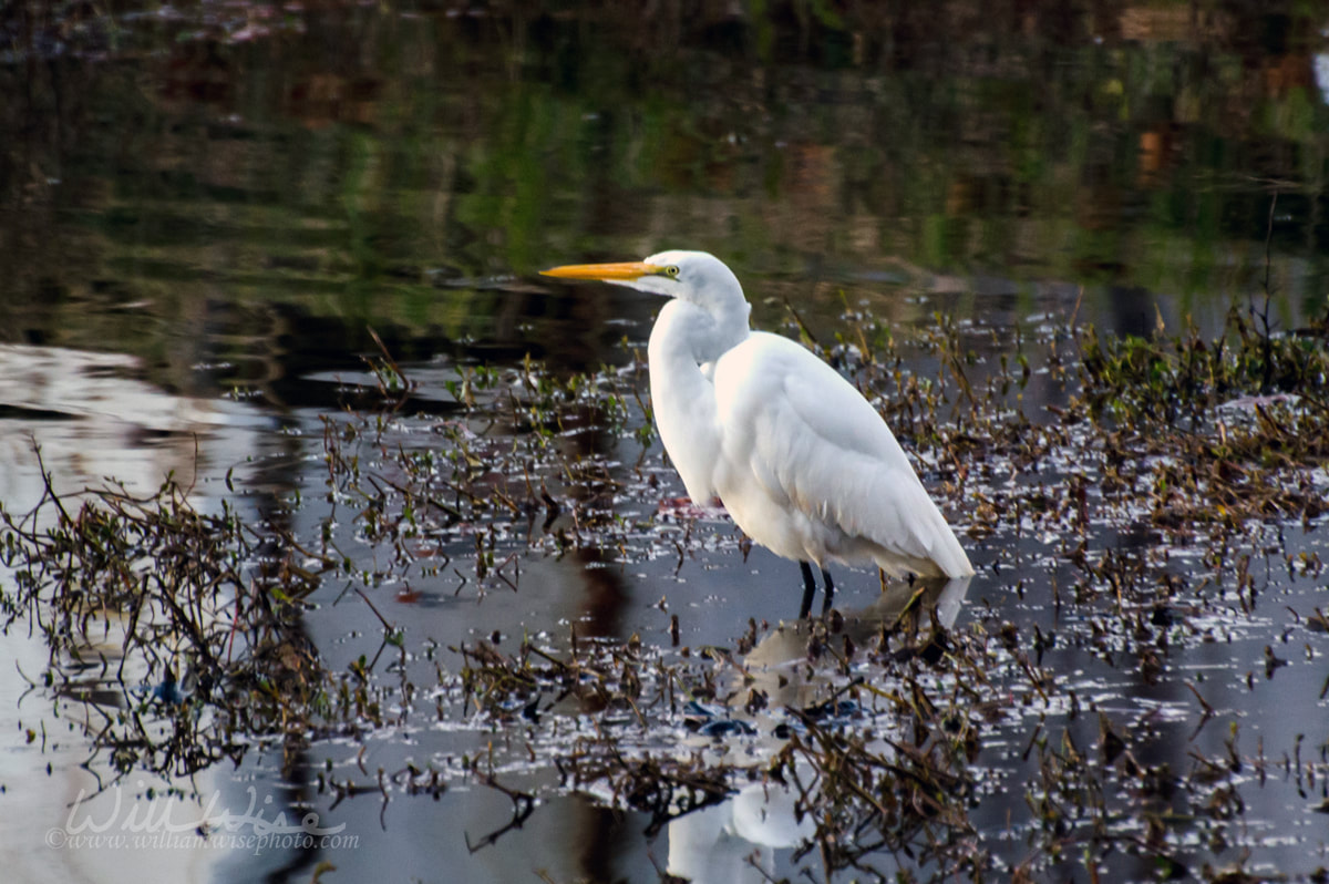 Chilly morning Great Egret Picture