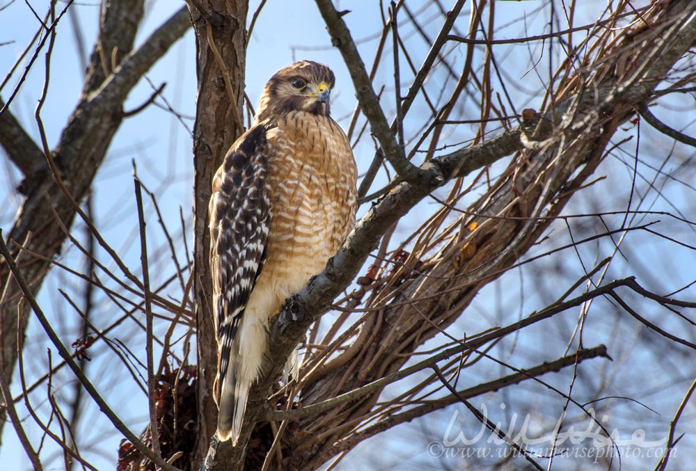 Red shouldered Hawk sitting in tangle of trees in Walton County, Georgia Picture