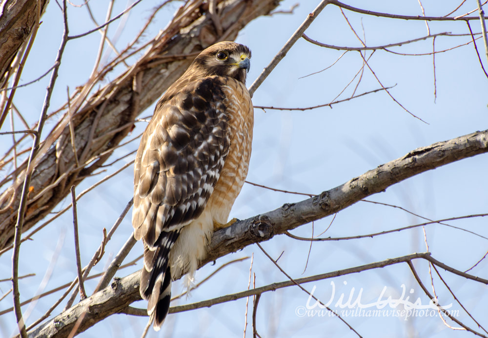 Red shouldered Hawk perched in tree in Walton County, Georgia Picture