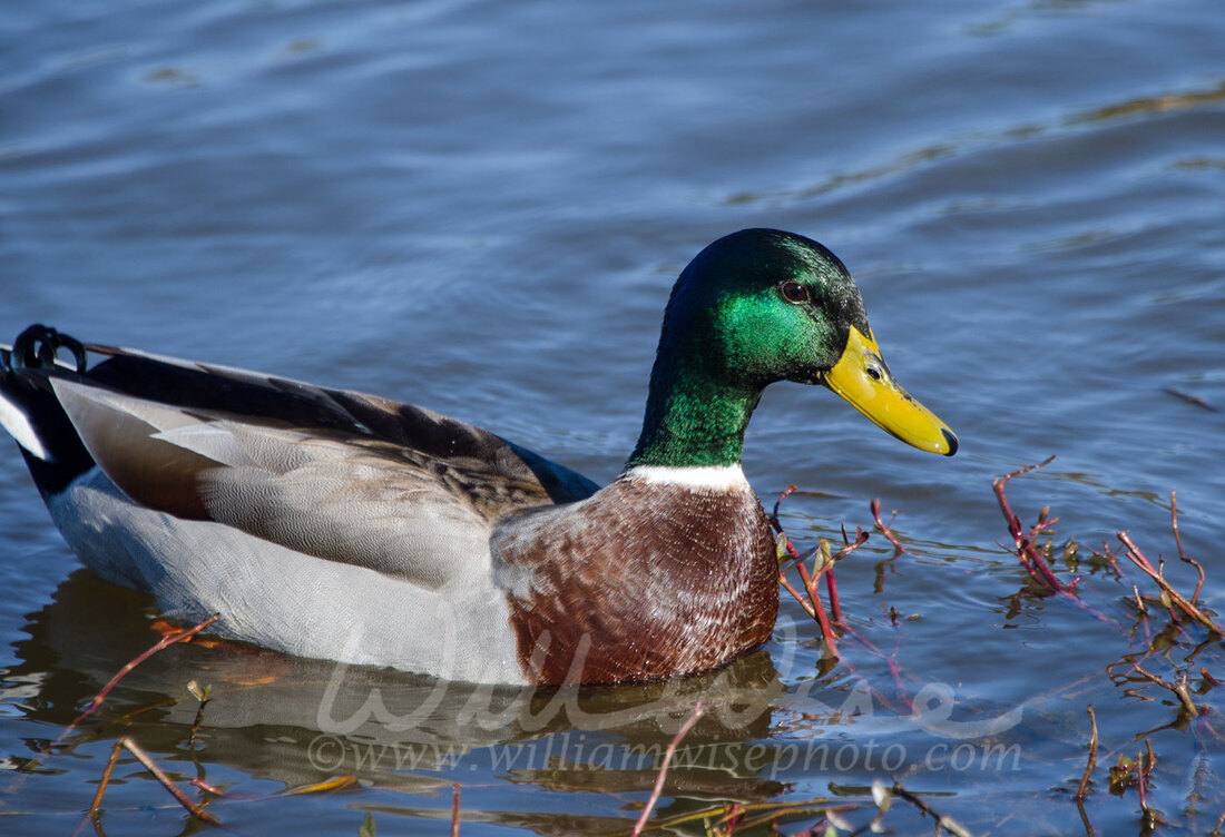 Green Mallard Drake Duck on Blue Pond Picture