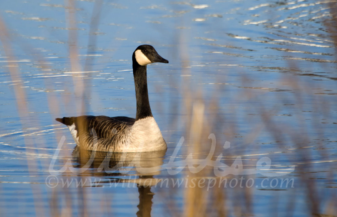 Young Canada Goose in sunrise on blue pond Picture