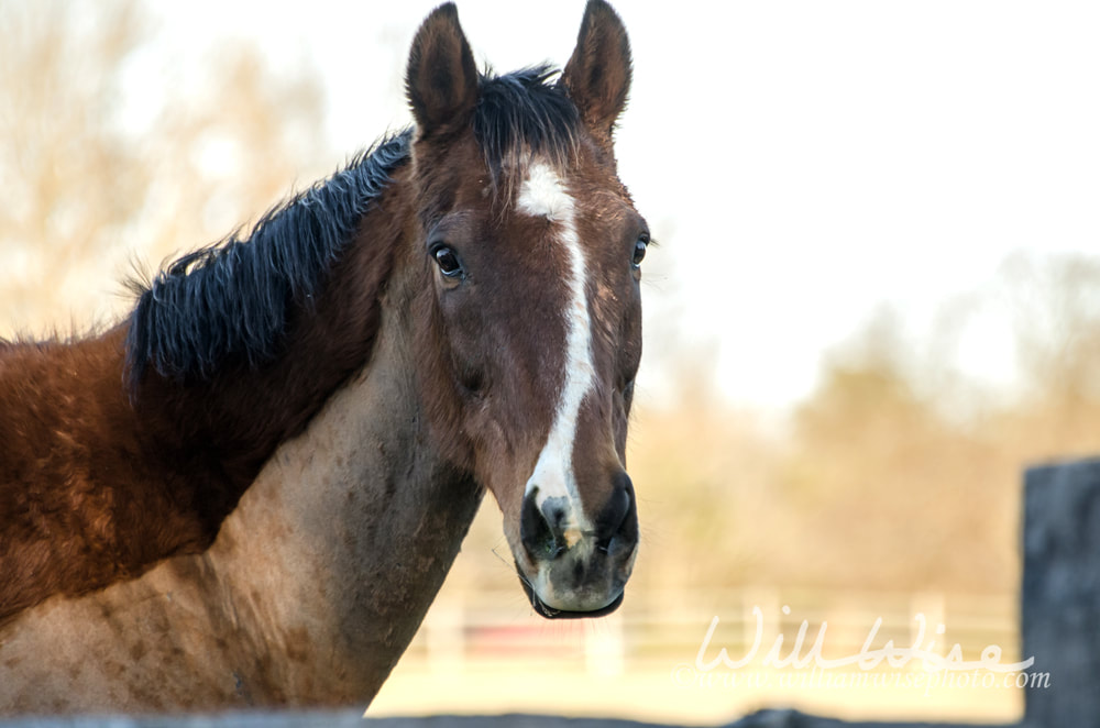 Dark Bay Horse Portrait Picture