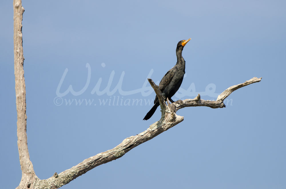 Double-crested Cormorant, Okefenokee Swamp National Wildlife Refuge Picture