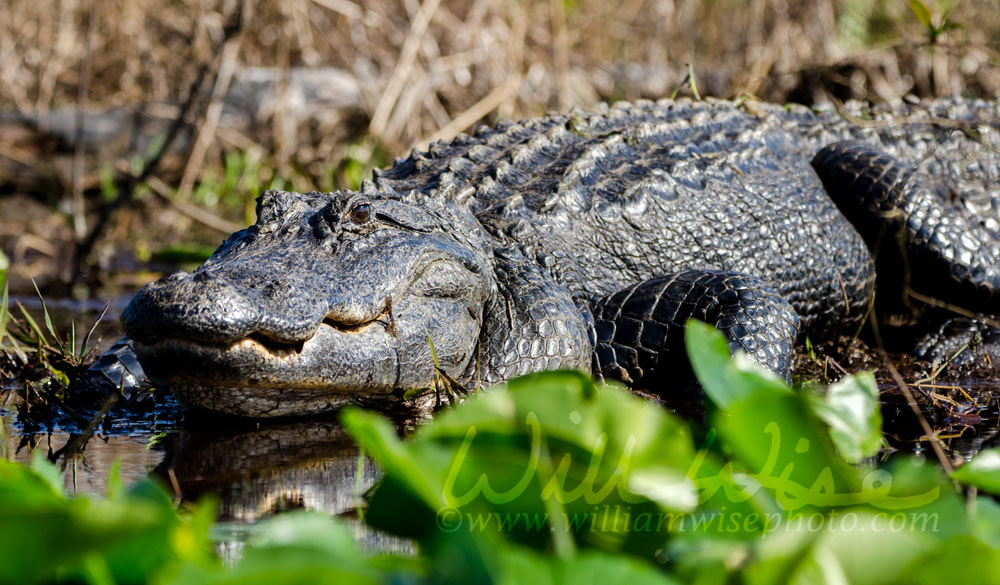 Large Bull American Alligator basking on Spatterdock, Okefenokee Swamp National Wildlife Refuge Picture