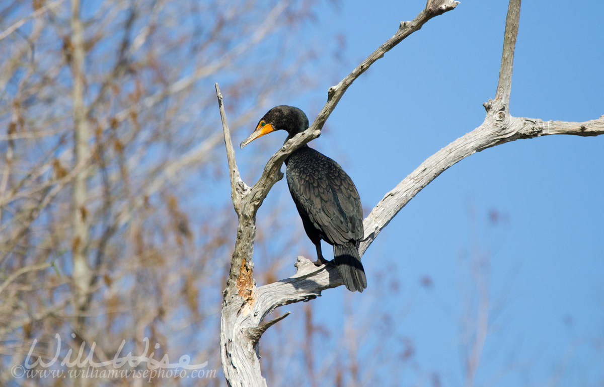 Double Crested Cormorant Bird in Okefenokee Swamp Picture