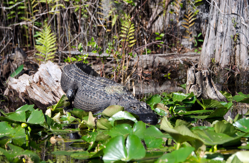 Large alligator in the swamp Picture