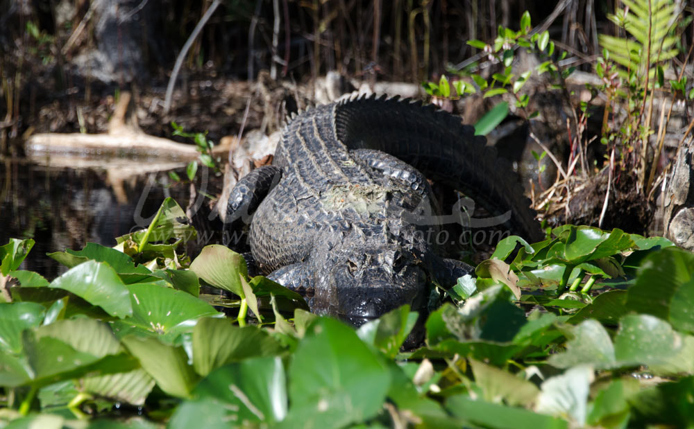 Large American Alligator laying in the swamp Picture