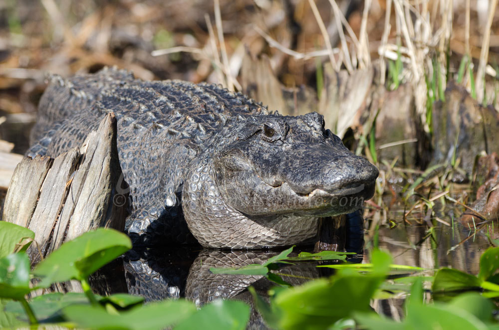 Large American Alligator, Okefenokee Swamp National Wildlife Refuge Picture