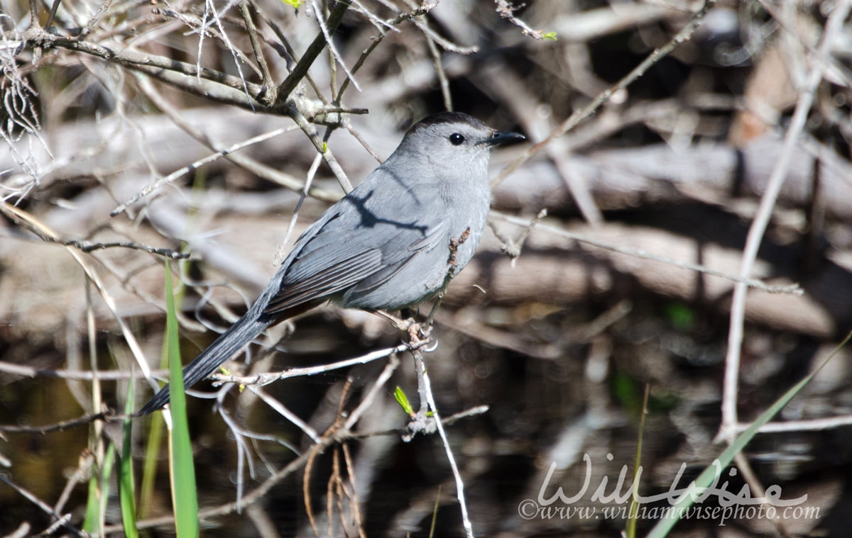 Gray Catbird, Okefenokee Swamp National Wildlife Refuge Picture