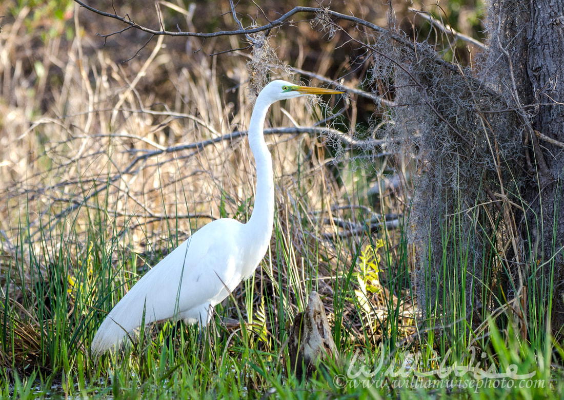 White Great Egret, Okefenokee Swamp National Wildlife Refuge Picture