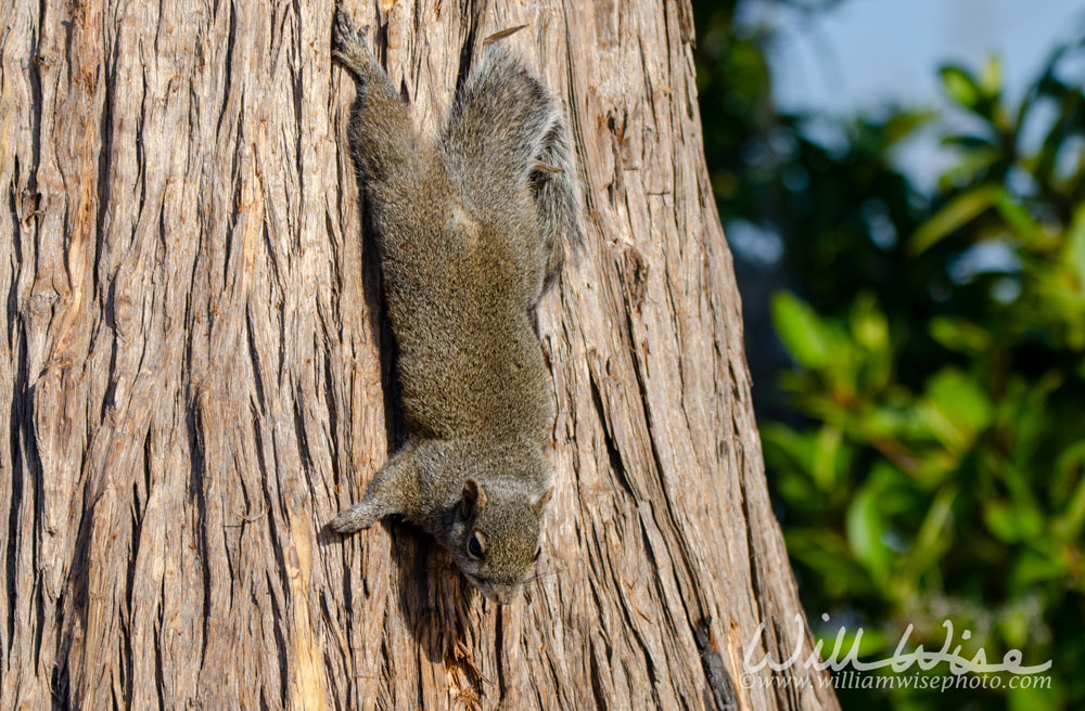Okefenokee Squirrel Picture