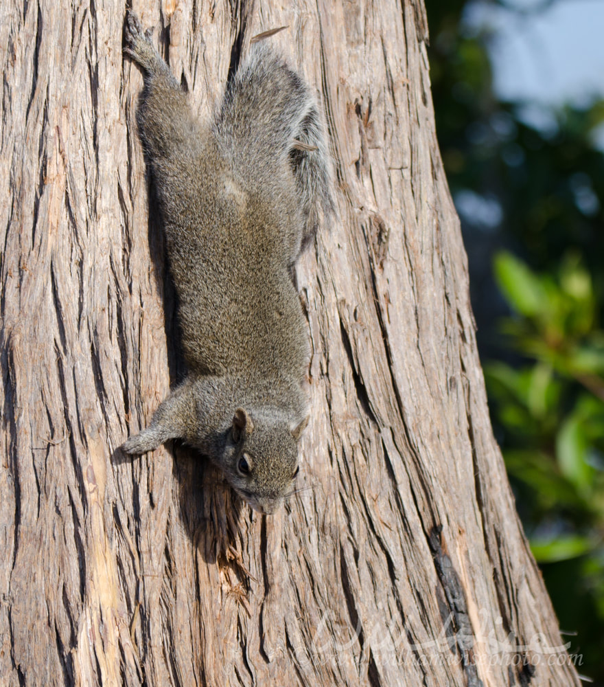 Eastern Grey Squirrel clinging to the side of a cypress tree Picture