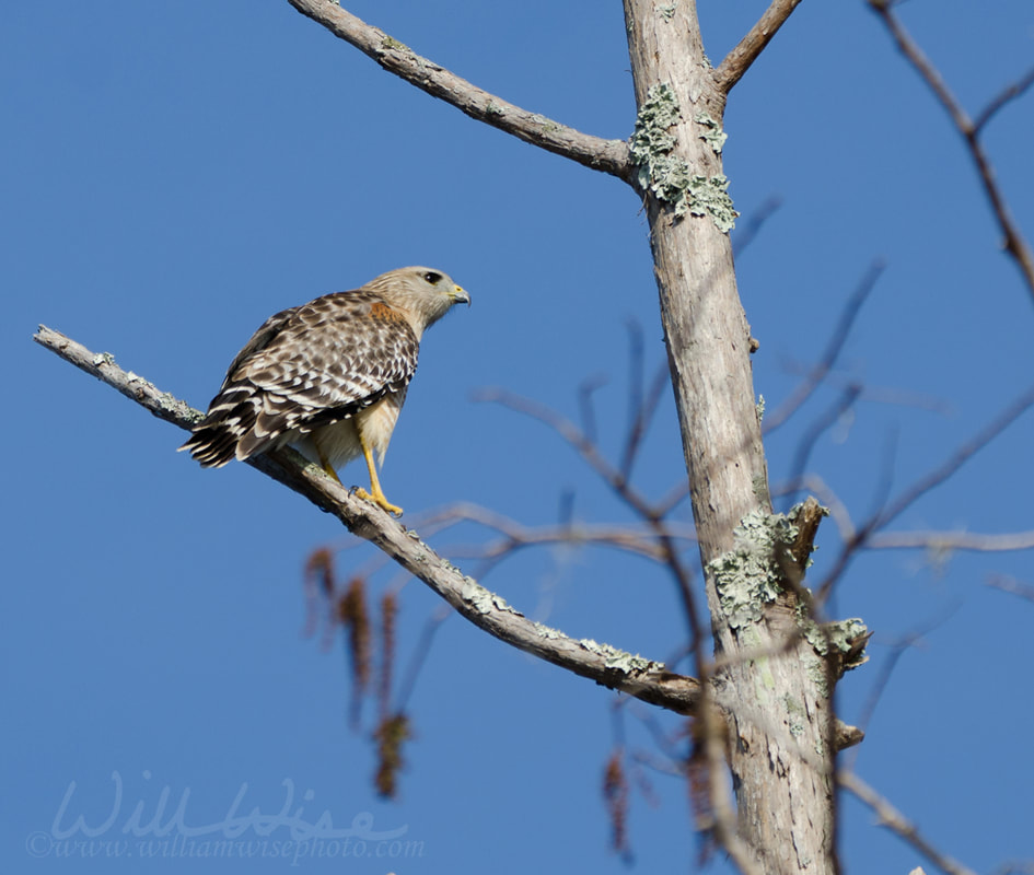 Red shouldered Hawk perched in cypress tree in the Okefenokee Swamp Picture