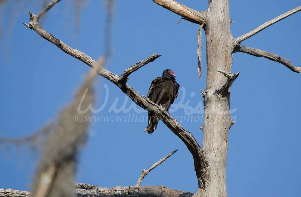 Turkey Vulture on Cypress with Spanish Moss, Okefenokee Swamp National Wildlife Refuge Picture