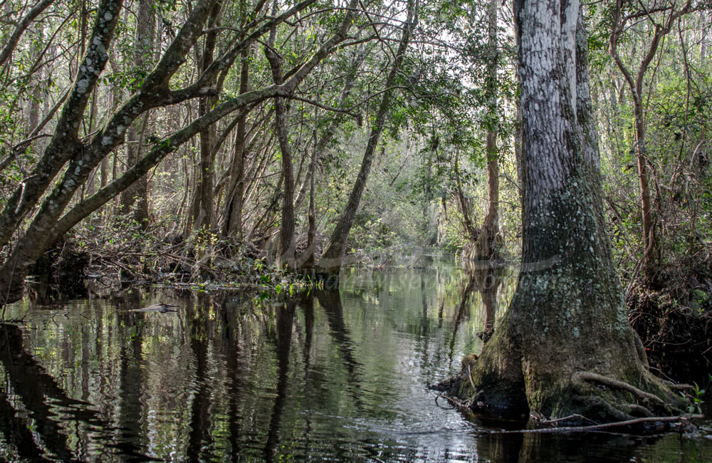 River Narrows Canoe Trail, Okefenokee Swamp National Wildlife Refuge Picture