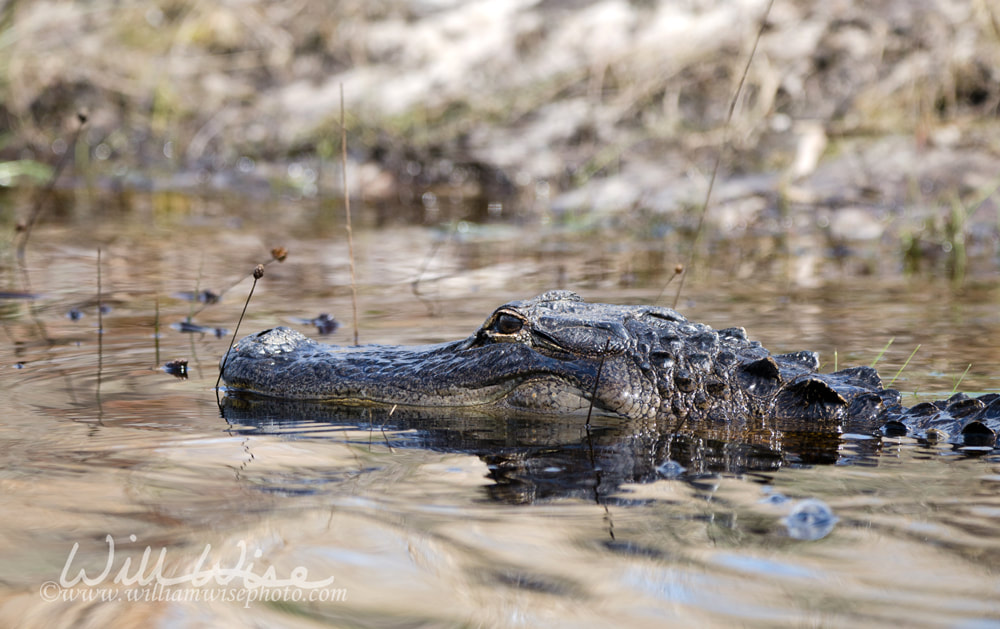 Okefenokee Alligator Picture