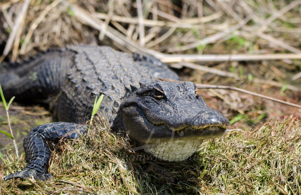 American Alligator sunning, Okefenokee Swamp National Wildlife Refuge Picture