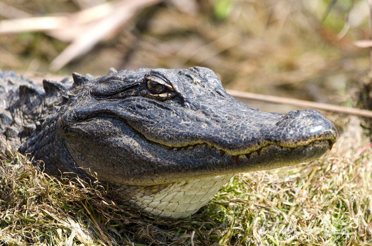 American Alligator close-up, Okefenokee Swamp National Wildlife Refuge Picture